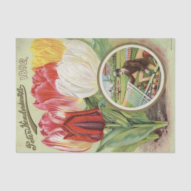 Papel De Seda Tulipanes de Henderson, 1892 (Anverso)