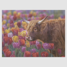 Tulipanes de primavera de vaca de las Highlands De