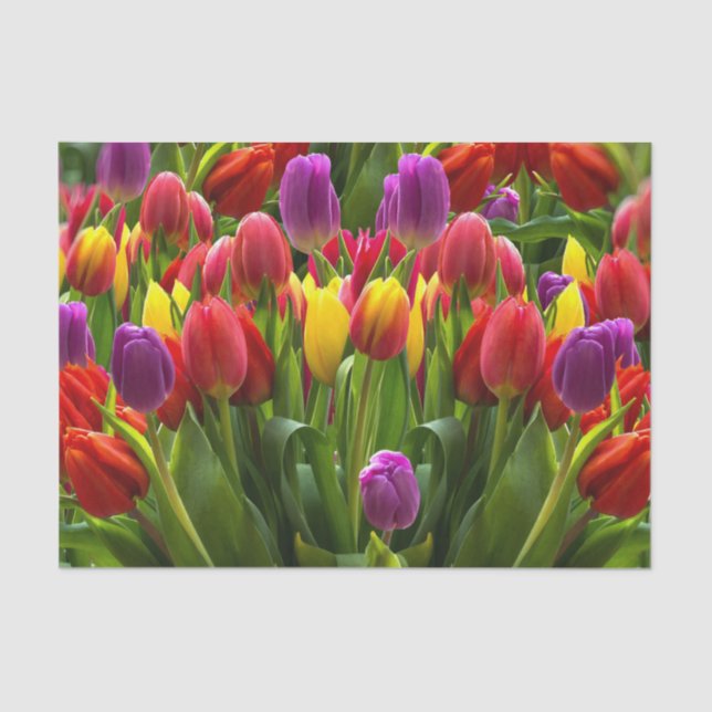 Papel De Seda Tulips brillante (Anverso)