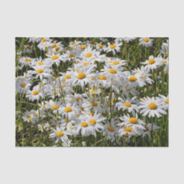 Papel De Seda Un campo de Oxeye Daisies