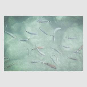 Papel De Seda Un Colegio de Peces