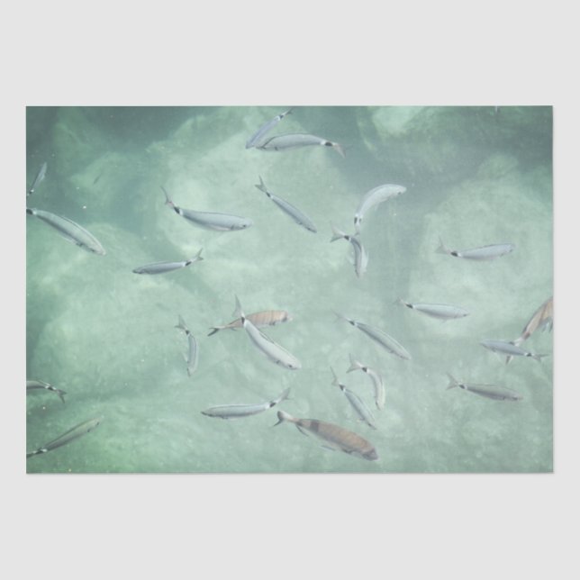 Papel De Seda Un Colegio de Peces (Anverso)