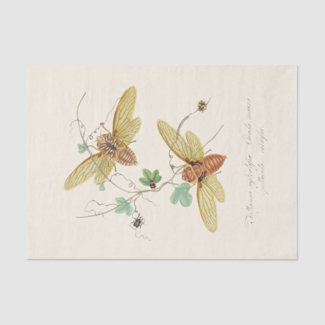 Papel De Seda Un epítome de la historia natural de los insectos (Anverso)