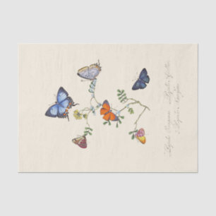 Papel De Seda Un epítome de la historia natural de los insectos