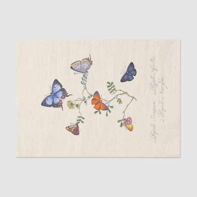 Papel De Seda Un epítome de la historia natural de los insectos (Anverso)