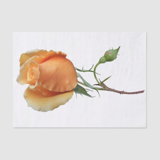 Papel De Seda Un esqueje de rosa único   (Anverso)