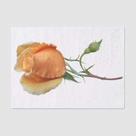 Papel De Seda Un único corte de rosa