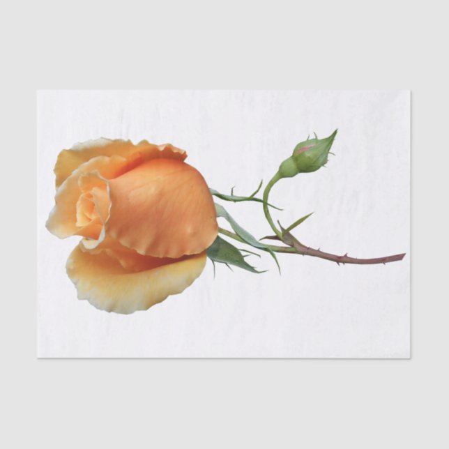 Papel De Seda Un único corte de rosa (Anverso)