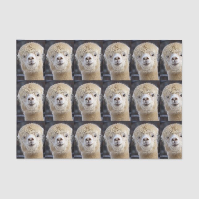 Papel De Seda Una cara adorable y esponjosa de una alpaca (Anverso)