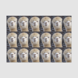 Papel De Seda Una cara linda y esponjosa de una alpaca        