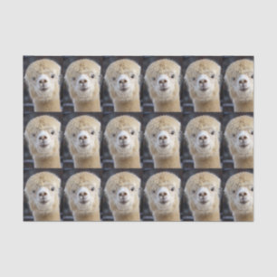 Papel De Seda Una cara linda y esponjosa de una alpaca        