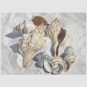 Papel De Seda Una colección de conchas de mar en la arena