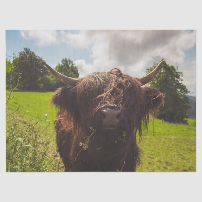 Papel De Seda Vaca negra de tierras altas pastoreando verde luz  (Anverso)