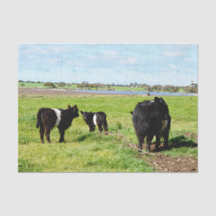 Papel De Seda Vacas jóvenes galloway blancas negras,