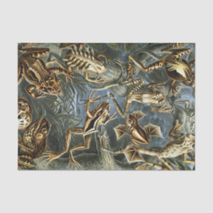 Papel De Seda Variedad de Ernst Haeckel de ranas exóticas:
