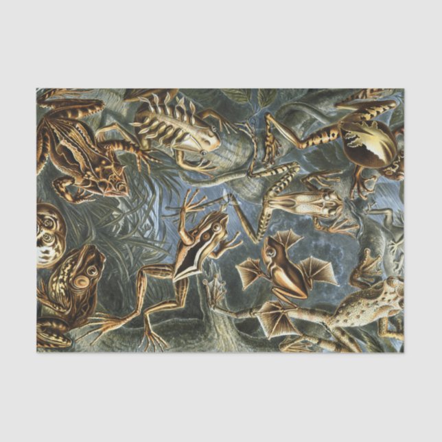 Papel De Seda Variedad de Ernst Haeckel de ranas exóticas: (Anverso)