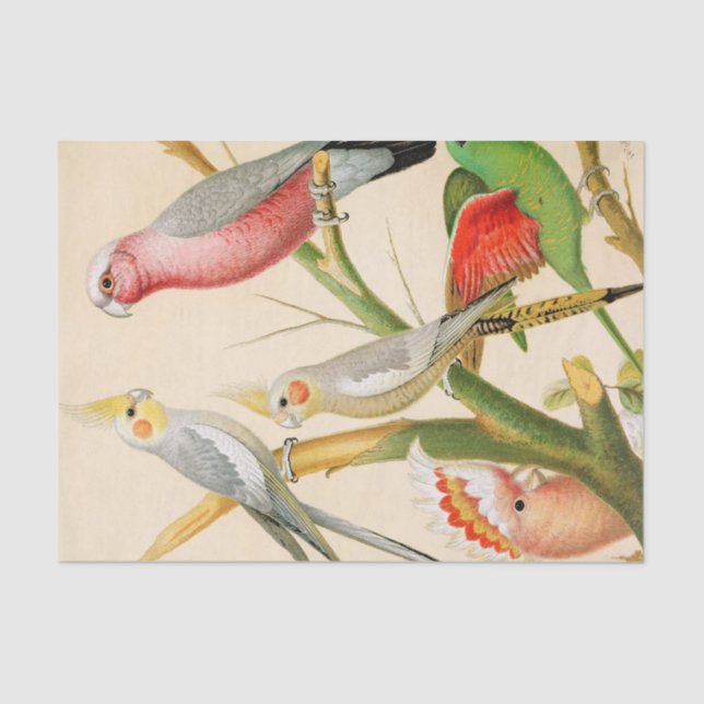 Papel De Seda Varios parásitos, Decoupage (Anverso)