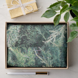 Papel De Seda Verde Evergreens Naturaleza Pacífica Invierno Espe