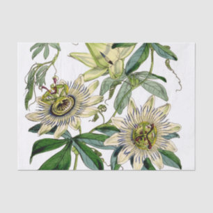 Papel De Seda Vid Pasión Floral Antigua