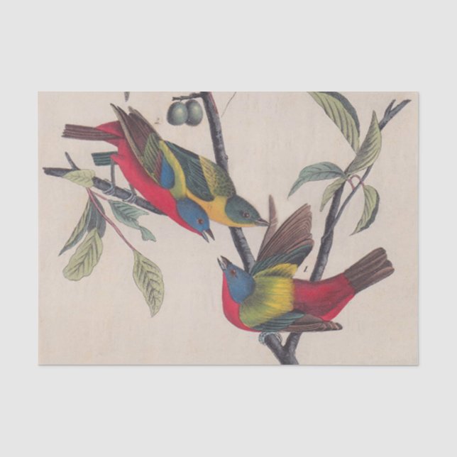 Papel De Seda Vida silvestre de las aves de Bunting de Audubon (Anverso)
