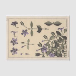 Papel De Seda Vinca menor, serie de Botánica de Eugene Grasset