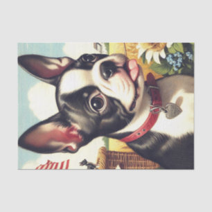 Papel De Seda Vintage Boston Terrier Ilustracion