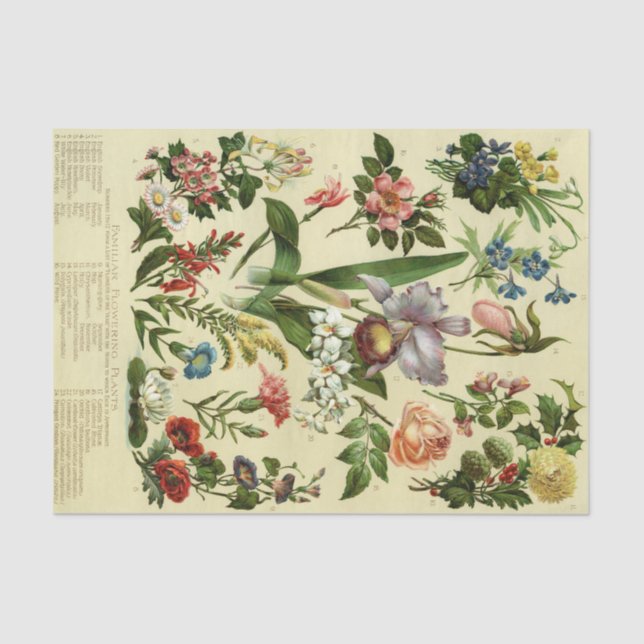Papel De Seda Vintage Botanical Floral (Anverso)