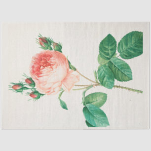 Papel De Seda Vintage Botánico-Moderno Floral Popular