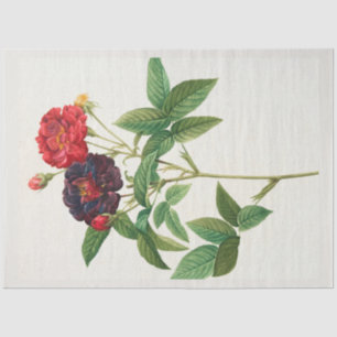 Papel De Seda Vintage Botánico-Moderno Floral Popular