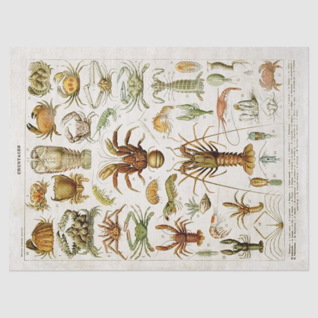 Papel De Seda Vintage Crustaceans Marine Life Decoupage (Anverso)