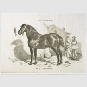 Papel De Seda Vintage de devoción del equino francés negro