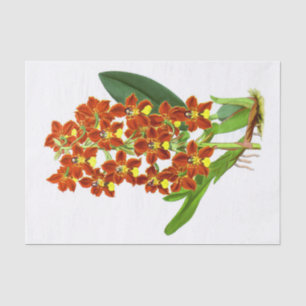 Papel De Seda Vintage Naranja Amarillo Decoración de la Flor Orq