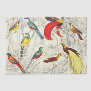 Papel De Seda Vintage Tropical Birds of Paradise Decoupage