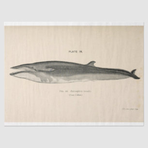 Papel De Seda Vintage Whale Script Ephemera Decoupage Nautical