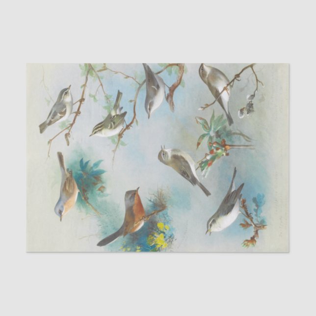 Papel De Seda Warbler y Wrens, (Anverso)