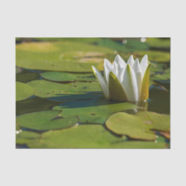 Papel De Seda Water Lily Blossom