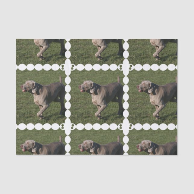 Papel De Seda weimaraner-6 (Anverso)