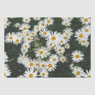 Papel De Seda White Oxeye Daisy Meadow
