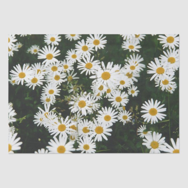 Papel De Seda White Oxeye Daisy Meadow (Anverso)