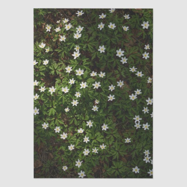 Papel De Seda White spring flowers in woodland (Anverso)