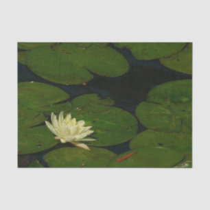 Papel De Seda White Waterlily I Fotografía Floral Pacífica