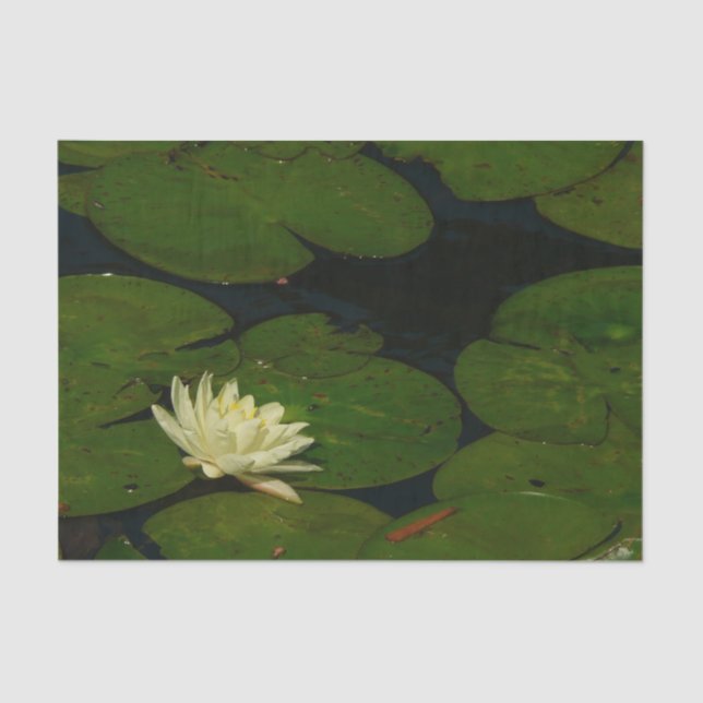 Papel De Seda White Waterlily I Fotografía Floral Pacífica (Anverso)