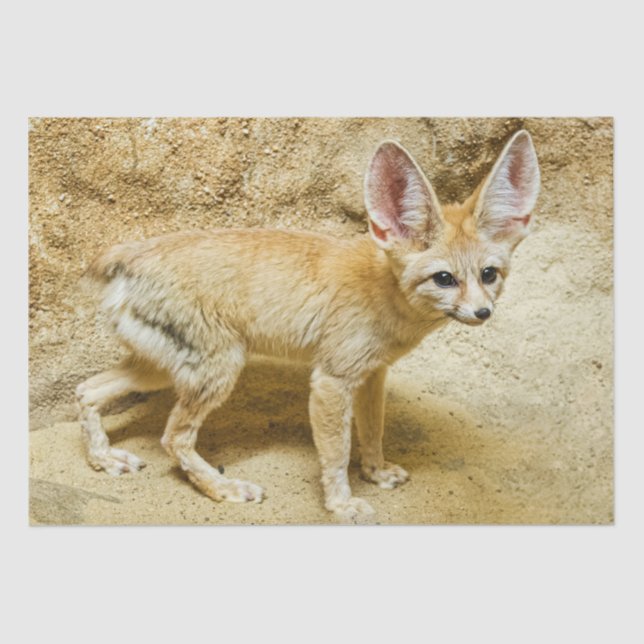 Papel De Seda Wild Fennec Fox (Anverso)