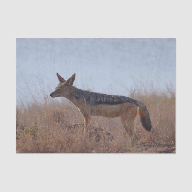 Papel De Seda Wild Jackal (Anverso)
