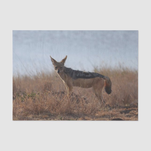 Papel De Seda Wild Jackal (Anverso)