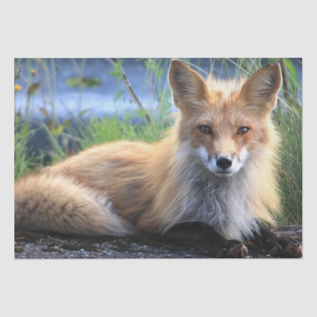Papel De Seda Wild Red Fox (Anverso)