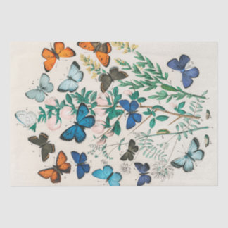 Papel De Seda William Kirby | Mariposas y polillas europeas...