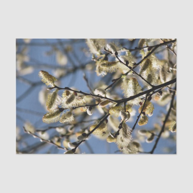 PAPEL DE SEDA WILLOW TREE (Anverso)