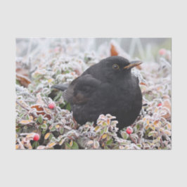 Papel De Seda Winter Blackbird