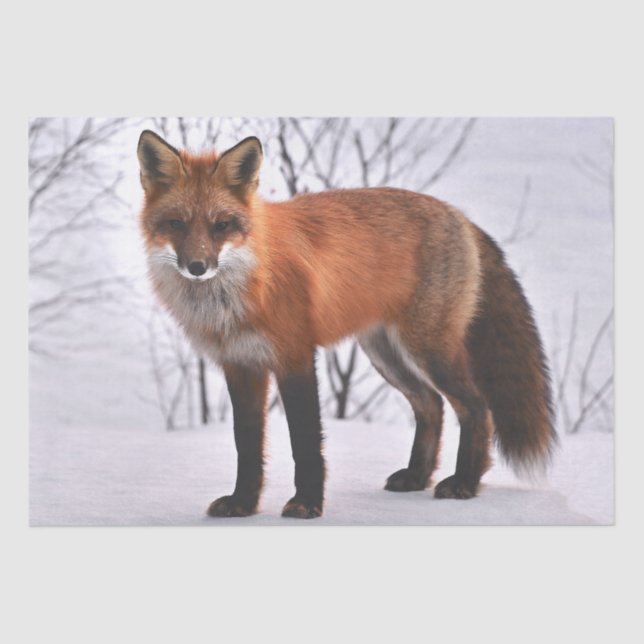 Papel De Seda Winter Red Fox (Anverso)